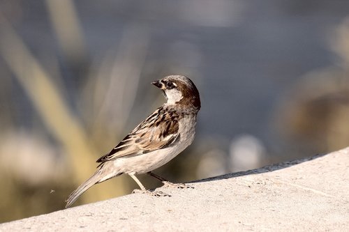 nature  bird  the sparrow