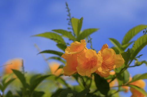 nature flower flowers