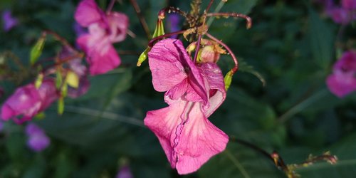 nature  plant  balsam