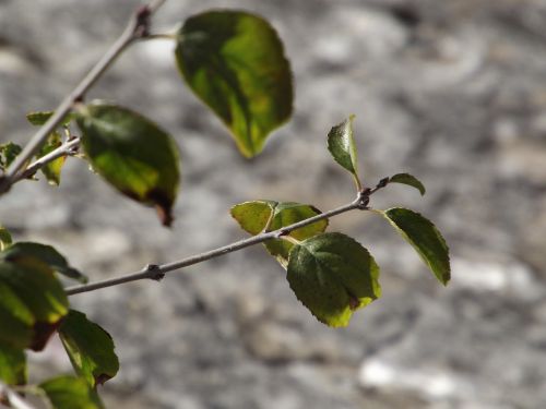 nature green leaf