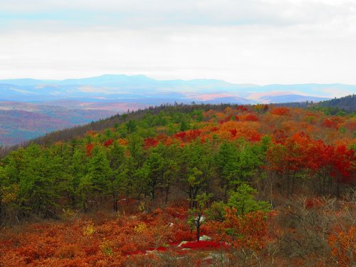 nature  leaves  fall