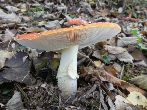 nature  fungus  fall