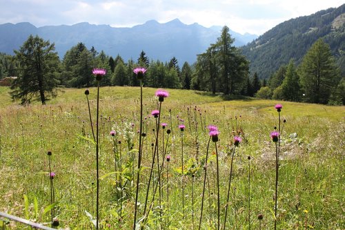 nature  austria  carinthia