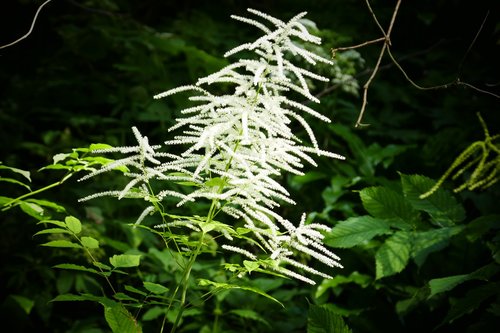 nature  light  forest