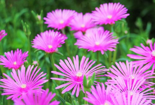 nature  flower  nectar