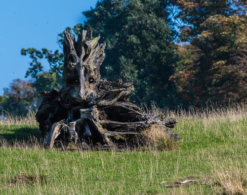 nature  trunk  wood