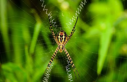 nature  spider  cobweb