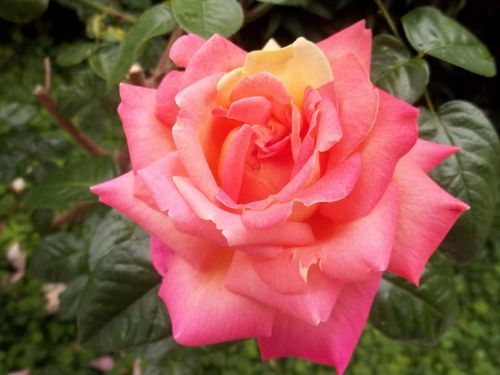 nature rosa beauty