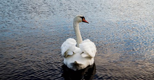 nature  white  swan