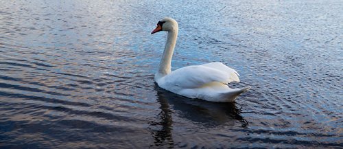 nature  bird  swan