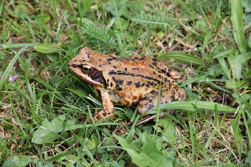 nature  amphibians  common frog