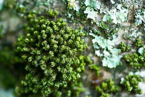 nature  algae  tree