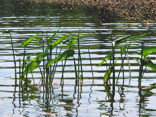 nature  pond  waterlilies