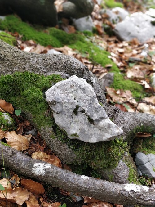 nature  rock  wood