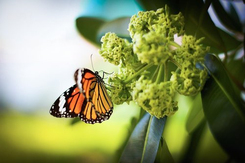 nature  insect  butterfly