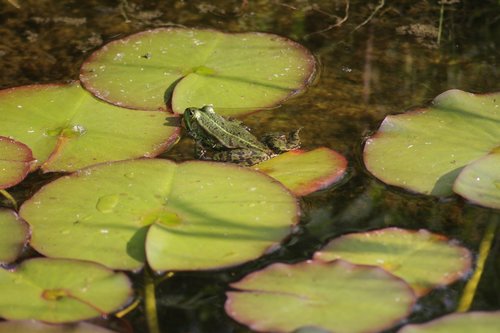 nature  pond  frog