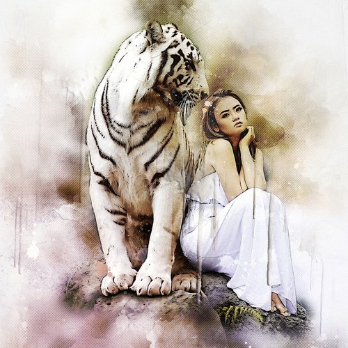 nature  animal world  white bengal tiger