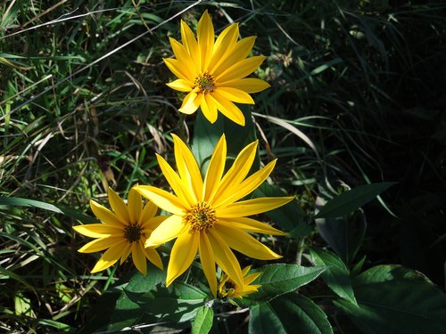 nature  wild flowers  the wayside