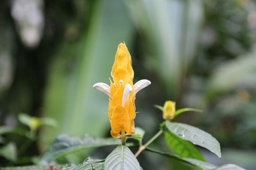 nature  flower  tropical