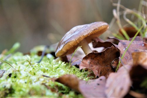 nature  mushroom  forest