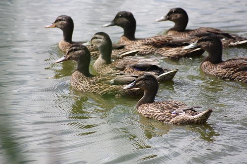 nature  ducks  pond