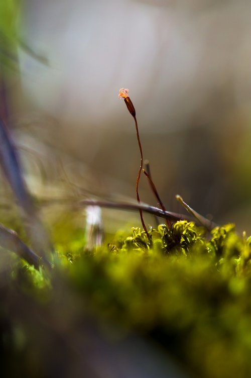 nature  plant  moss