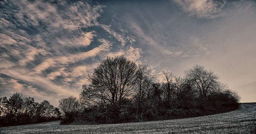 nature  forest  trees