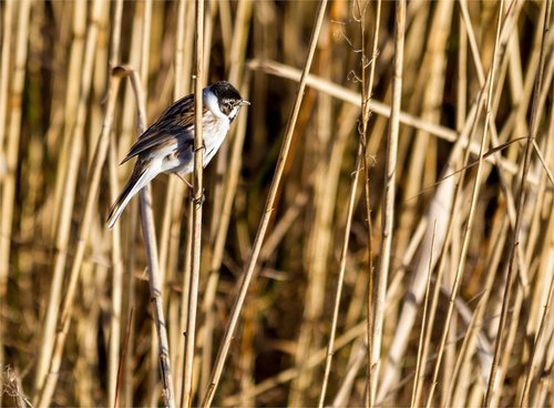 nature  bird  reed bunting