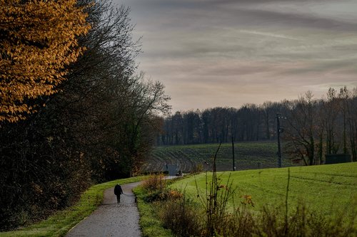 nature  wood  forest