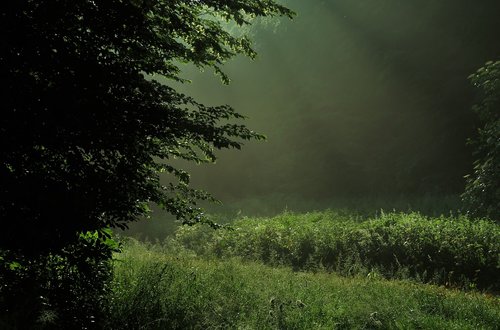 nature  light  forest