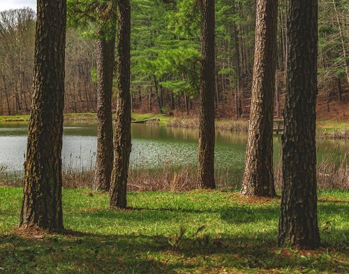 nature  scenic  forest