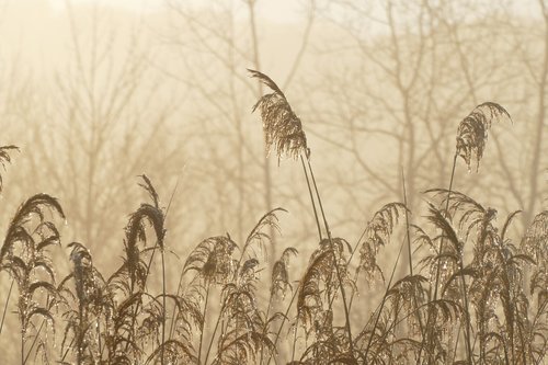 nature  cold  winter