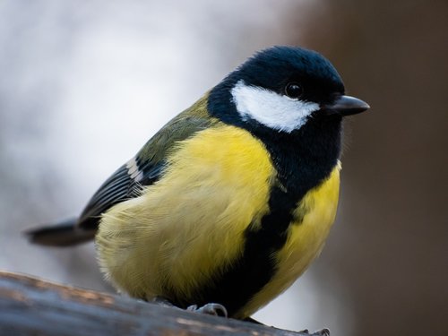 nature  winter  bird