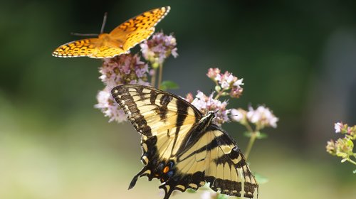 nature  summer  yellow