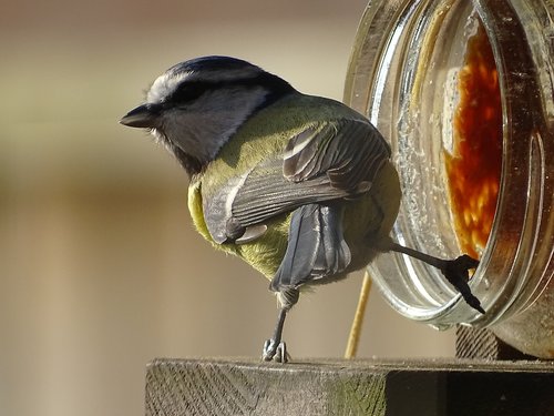 nature  garden  great tit