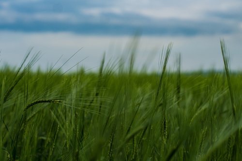 nature  field  wheat