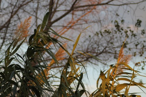 nature  leaves  sea