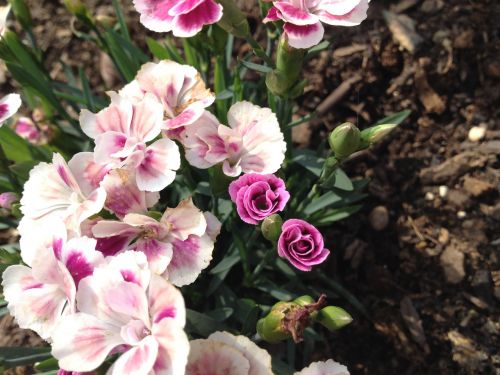 nature flower rose