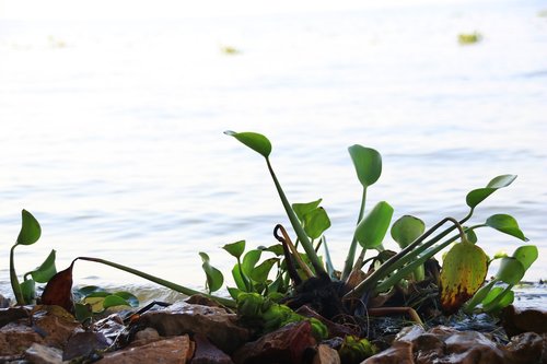 nature  green  leaf