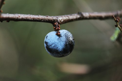 nature  love of nature  plant