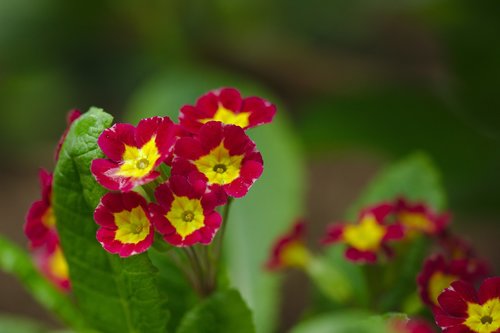 nature  flower  red