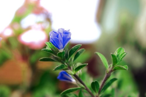 nature  flowers  plants