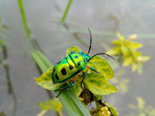 nature  beetle  bug