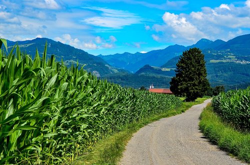 nature  green  landscape