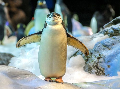 nature  animal  penguin