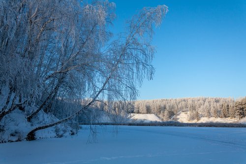 nature  forest  winter