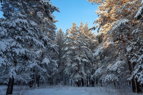 nature  forest  winter
