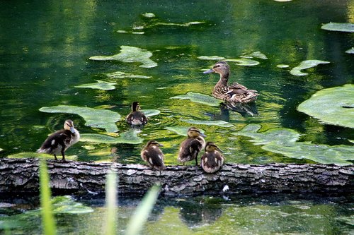 nature  animals  duck