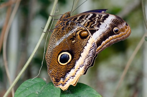 nature  butterfly  bug