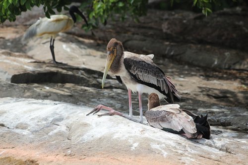 nature  animals  bird